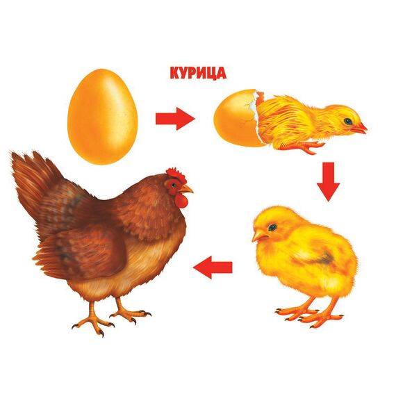 Игра КАК РАСТЕТ ЖИВОЕ