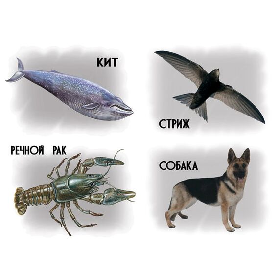 Игра КТО ГДЕ ЖИВЕТ